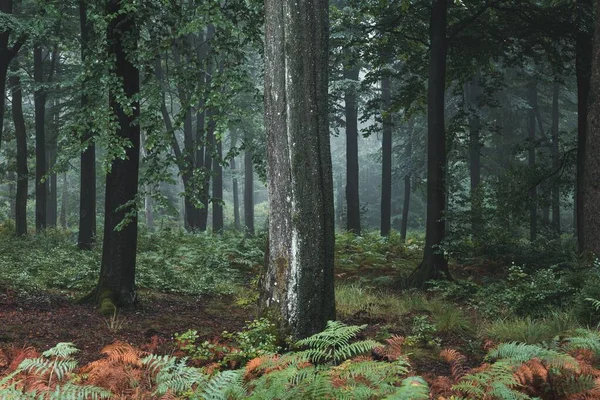 벨기에 지대에 자리잡고 나무들 — 스톡 사진