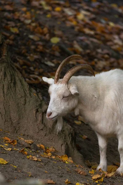 Vertical Closeup Saanen Goat Forest — Stock Photo, Image