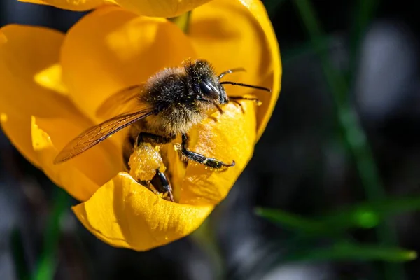 Makroaufnahme Einer Hummel Beim Bestäuben Einer Gelben Tulpe Botanischen Garten — Stockfoto