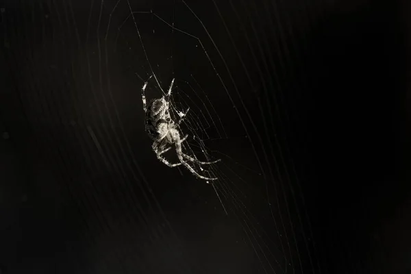 背景がぼやけているウェブ上のクモの美しいクローズアップ — ストック写真