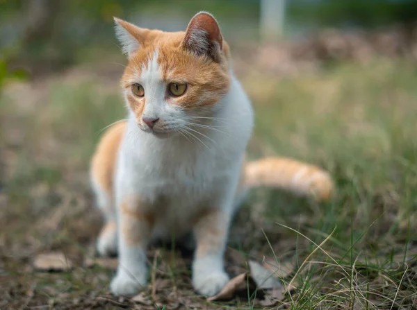 Zbliżenie Tabby Kot Siedzi Zielonej Trawie — Zdjęcie stockowe