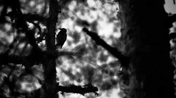 Σιλουέτα Ενός Δρυοκολάπτη Σκαρφαλωμένη Ένα Κλαδί Δέντρου — Φωτογραφία Αρχείου