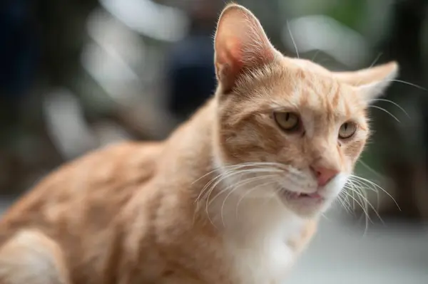 Closeup Shot Ginger Cat Sitting Outdoors Blurred Background Daytime — Stock Photo, Image