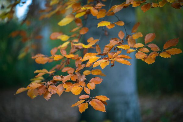 A close-up shot of a golden leaves on a tree - autumn, fall