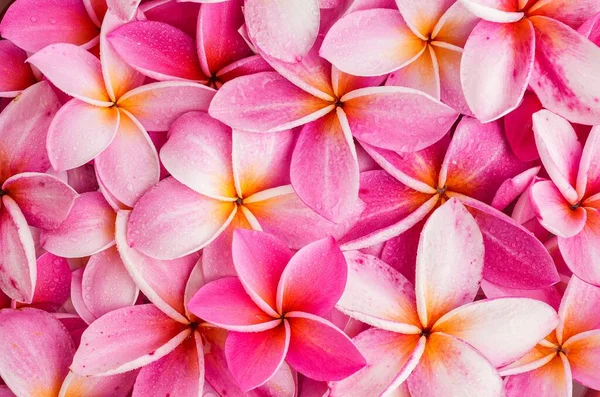 Eine Nahaufnahme Schöner Roter Frangipani Blumen Ideal Für Eine Tapete — Stockfoto