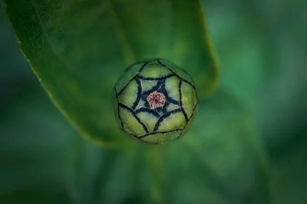 Μια Κορυφαία Άποψη Ενός Πράσινου Μπουμπούκι Ενός Λουλουδιού Πράσινα Φύλλα — Φωτογραφία Αρχείου