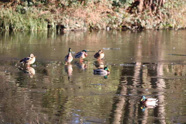 Close Shot Mallard Ducks Resting Sunlight Low Water — Stock Photo, Image