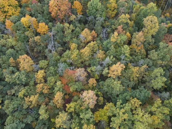 カラフルな木々が生い茂る秋の鬱蒼とした森林地帯のトップビュー — ストック写真
