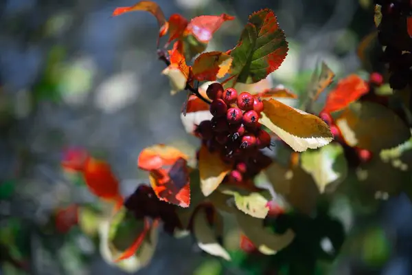 Ağaçtan Sarkan Bir Avuç Kırmızı Dağ Külleri — Stok fotoğraf