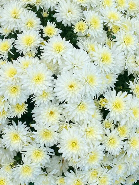 Colpo Verticale Crisantemi Bianchi Gialli — Foto Stock