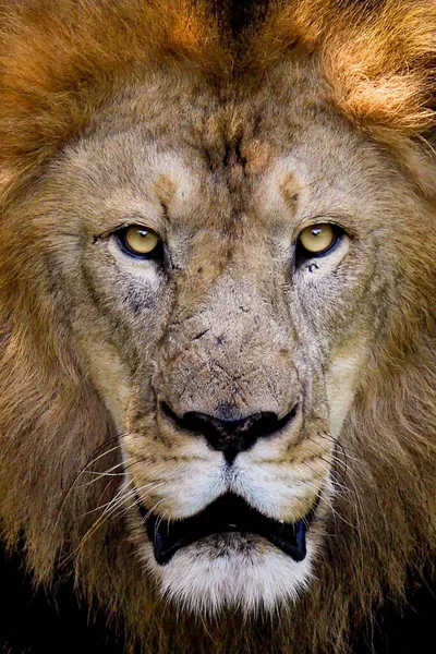 Dziki Majestatyczny Las Zbliżeniowy Niebezpieczny Lew Król Twarz Portait — Zdjęcie stockowe