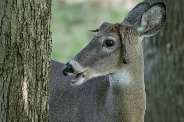 Closeup Gray White Tailed Deer Odocoileus Virginianus Next Tree Head — Stock Photo, Image