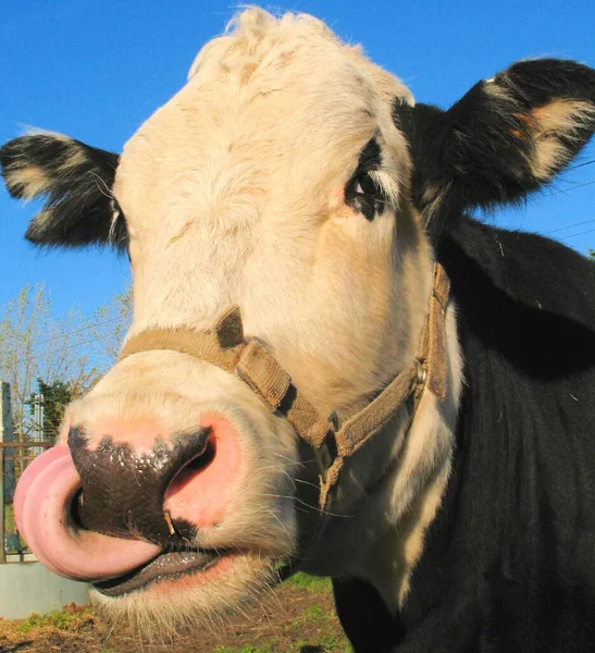 Забавная Картина Фризской Коровы Языком Носу Фоне Голубого Неба — стоковое фото