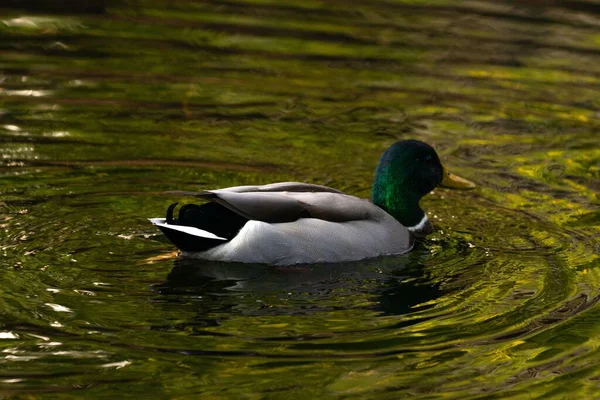 在阳光灿烂的日子里 一只鸭子在河里游泳的特写镜头 — 图库照片
