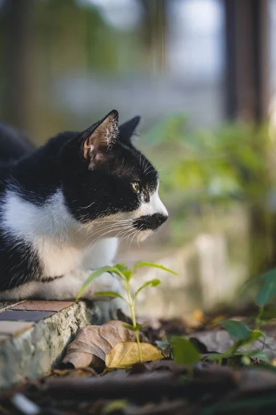 一只黑白相间的斑点猫凝视着远方侧面的垂直镜头 — 图库照片