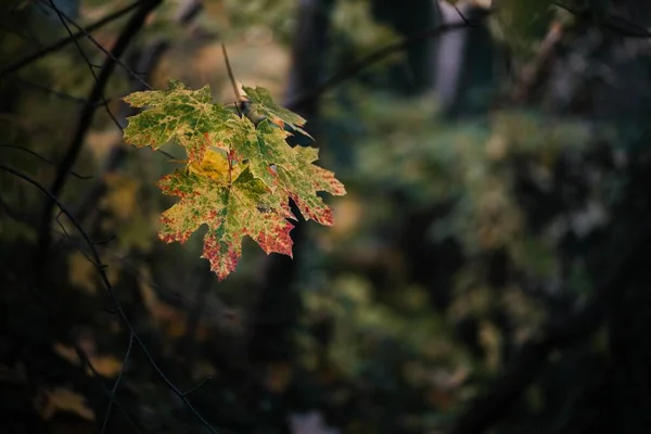 Närbild Gröna Och Gula Blad Ett Träd Höst Höst — Stockfoto