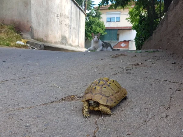 Uma Tartaruga Grega Andando Rua Com Gato Vadio Curioso Observando — Fotografia de Stock