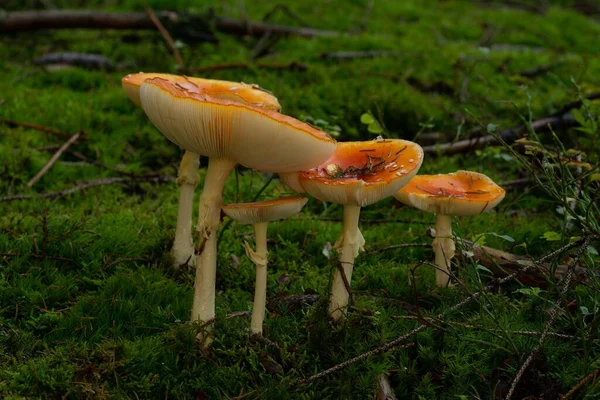 Egy Közeli Felvétel Erdőben Termesztett Kis Gombákról Homályos Háttérben — Stock Fotó
