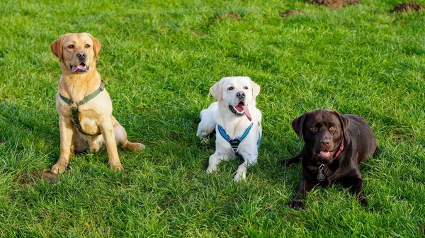 Τρία Χαριτωμένα Σκυλιά Λαμπραντόρ Στο Γρασίδι — Φωτογραφία Αρχείου