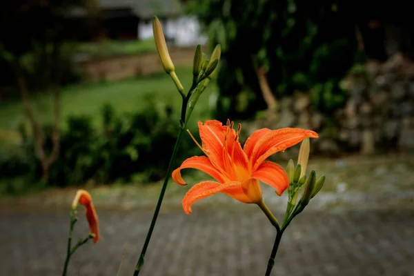 A closeup of a Orange Day Lily (Hemerocallis fulva)