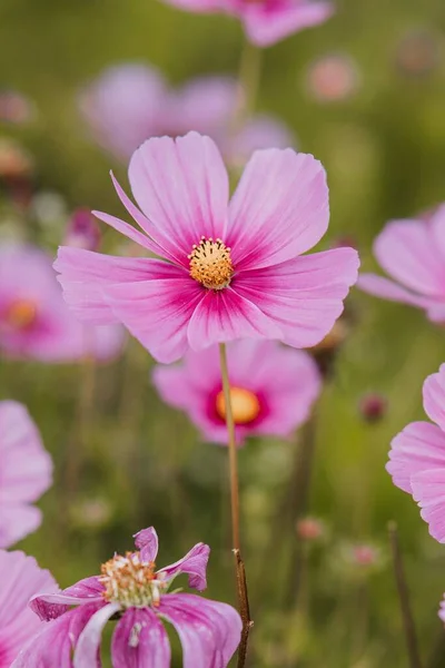 Vertical Shot Blooming Pink Flowers — Stock Photo, Image