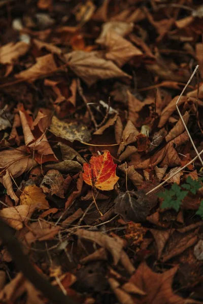 Μια Κάθετη Κοντινή Λήψη Μιας Στοίβας Πεσμένων Φθινοπωρινών Φύλλων — Φωτογραφία Αρχείου