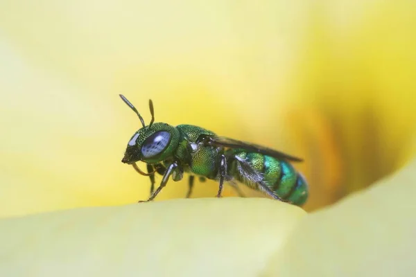 Közelkép Egy Fém Zöld Izzadt Méhről Ami Egy Sárga Virágból — Stock Fotó