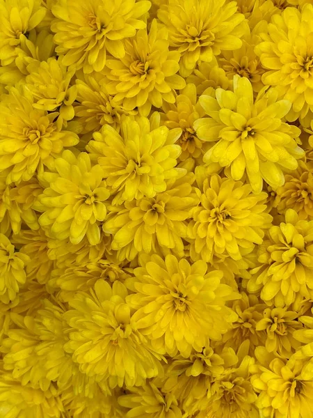 Vertical Shot Yellow Chrysanths — Stock Photo, Image