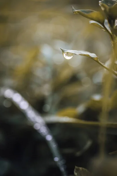 Ett Selektivt Fokus Vattendroppe Som Hänger Ett Grönt Blad Växt — Stockfoto