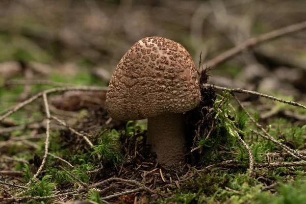 Tiro Close Pequeno Cogumelo Crescido Floresta Sobre Fundo Borrado — Fotografia de Stock