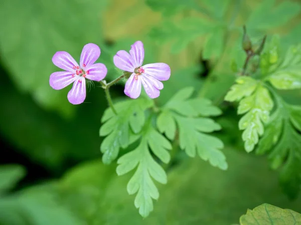 Primer Plano Geranium Robertianum Flores Que Crecen Jardín —  Fotos de Stock