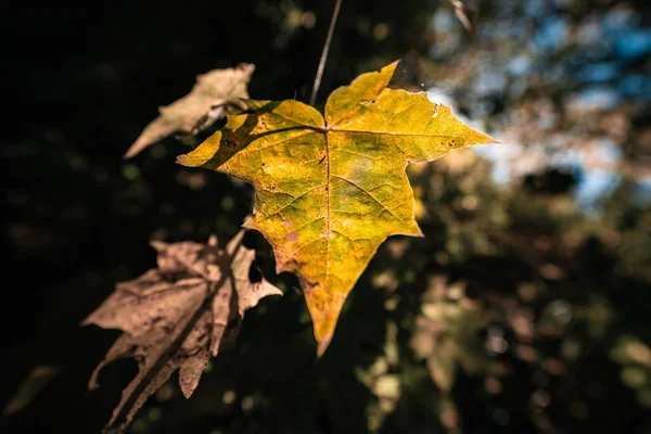 Крупный План Жёлтого Листа Дереве Осень Осень — стоковое фото