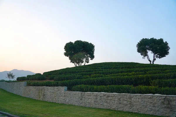 Крупный План Красивого Зеленого Чайного Сада Деревьями Растениями Окружении Каменной — стоковое фото