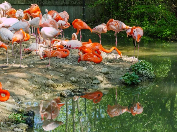 Grupp Amerikanska Flamingos Vilar Stranden Sjön Zoo Med Reflektion Över — Stockfoto