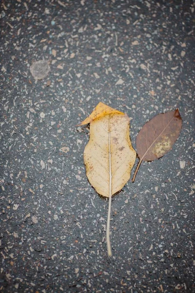Vertical Shot Autumnal Leaves Fallen Concrete Surface — Stock Photo, Image