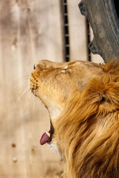 Hayvanat Bahçesindeki Aslanın Yakın Çekimi — Stok fotoğraf