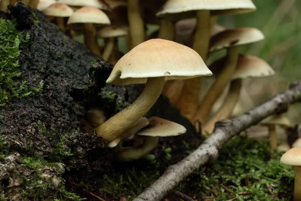 Eine Nahaufnahme Eines Pilzes Aus Dem Wald Auf Dem Unscharfen — Stockfoto