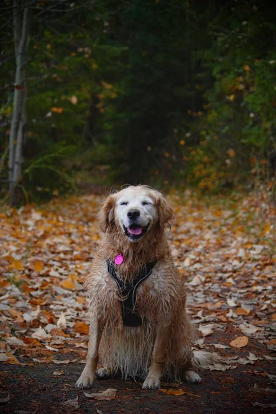 在秋天的树叶覆盖的地面上 一只湿淋淋的金毛猎犬的垂直镜头 — 图库照片