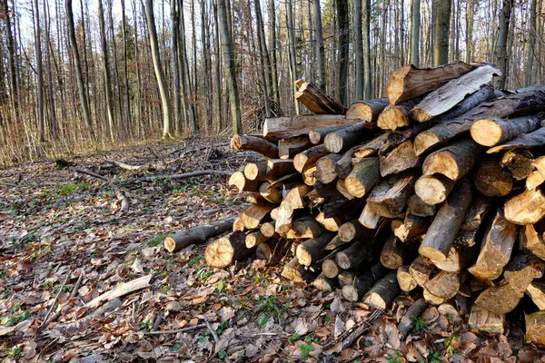 Hromada Dřeva Lese Pod Korunami Stromů Podzim Opadavé Stromy Pozadí — Stock fotografie
