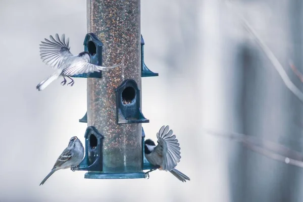 Una Bella Vista Degli Uccelli Che Nutrono Giocano Feeder — Foto Stock