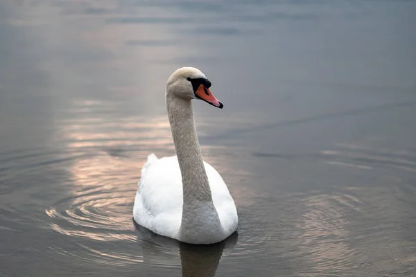 池の白鳥のクローズアップショット — ストック写真