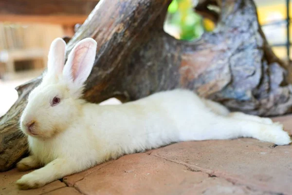 一只新西兰兔子躺在一棵树旁的特写镜头 — 图库照片