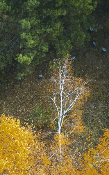Sonbaharda Ormandaki Çıplak Bir Ağacın Havadan Görünüşü — Stok fotoğraf