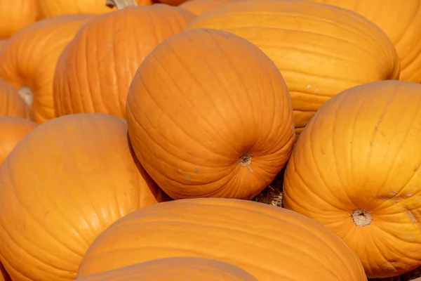 Detailní Záběr Hromadu Oranžových Dýní Dýňové Farmě Během Halloweenu — Stock fotografie