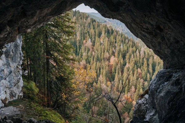 Uma Vista Panorâmica Das Árvores Floresta Dentro Uma Caverna Escura — Fotografia de Stock