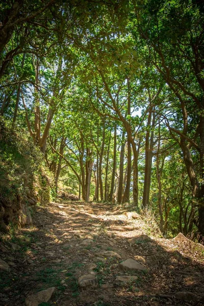 Plan Vertical Sentier Pédestre Dans Une Forêt — Photo