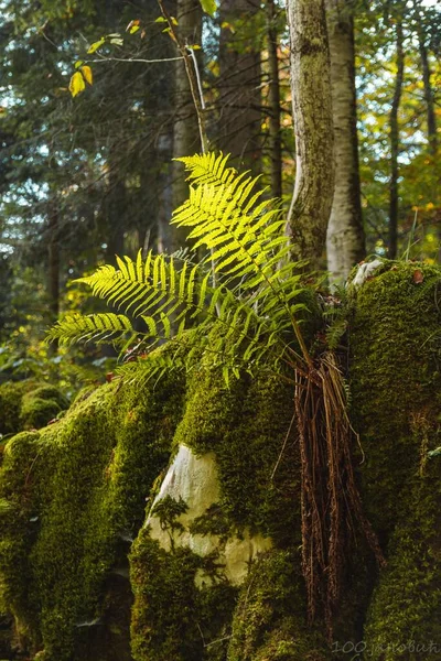 Vertikální Záběr Rostliny Vyrůstající Pod Stromem Mechem Porostlém Povrchu Skály — Stock fotografie