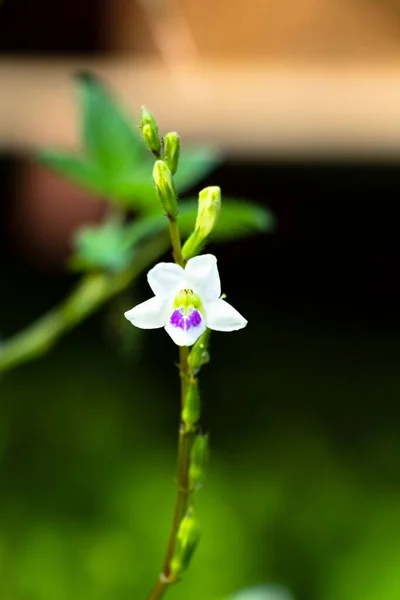 Egy Függőleges Közelkép Egy Vad Orchideavirágról Kertben — Stock Fotó