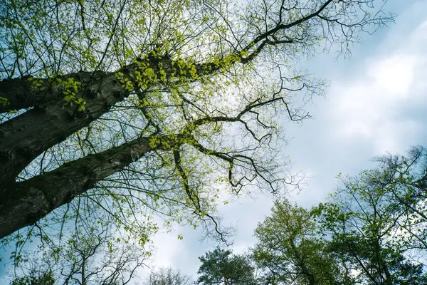 stock image A low-angle shot of trees growing in a forest