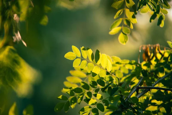 庭の緑の葉の美しい閉鎖 — ストック写真